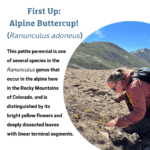 Colorado Alpine Ecoflora Project_Ecoquest Buttercup 2