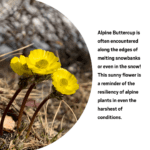 Colorado Alpine Ecoflora Project_Ecoquest Buttercup