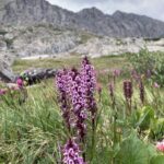 Colorado Alpine Ecoflora Project - Elephant's Head