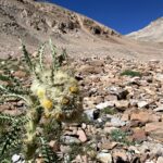 Colorado Alpine Ecoflora Project - Funky Thistle