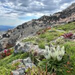 Colorado Alpine Ecoflora Project - Gentiana