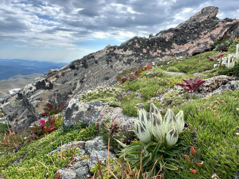 Colorado Alpine Ecoflora Project - Gentiana