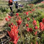 Colorado Alpine Ecoflora Project Hike Paintbrush