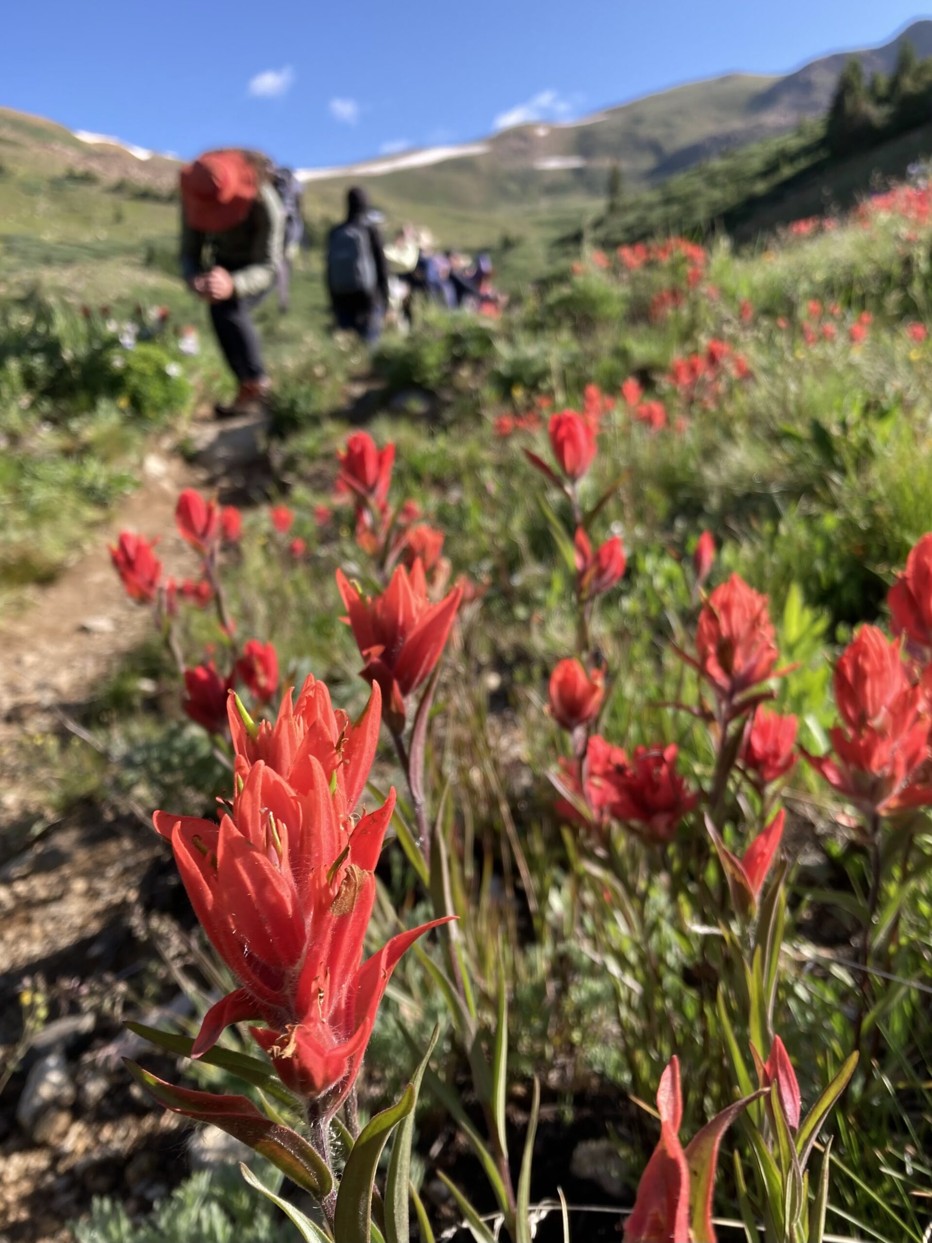 Colorado Alpine Ecoflora Project Hike Paintbrush