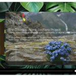 Colorado Alpine Ecoflora Project Presentation