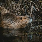 Beaver in the water