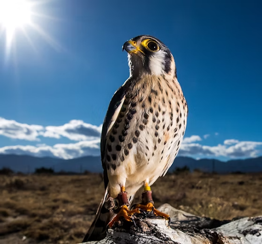Bird sitting on a rock