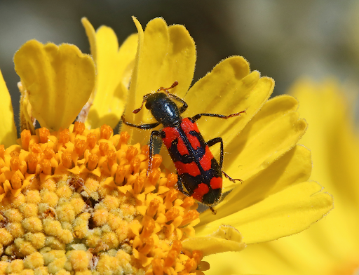 A bug sitting on a yellow flower