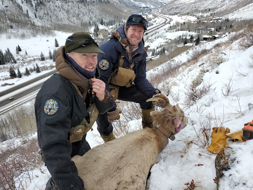 Two men standing on a snow mountain holding on to the horns of some wildlife