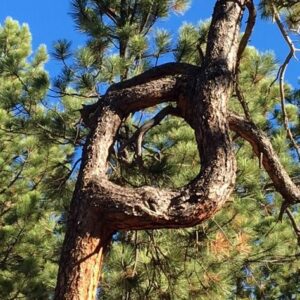 Prayer Tree