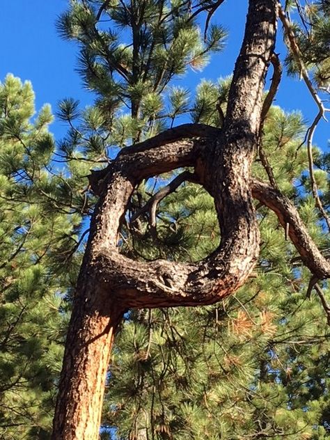 Prayer Tree
