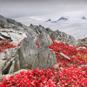 Plants near glaciers