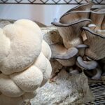 mushrooms