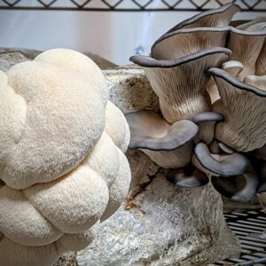 mushrooms