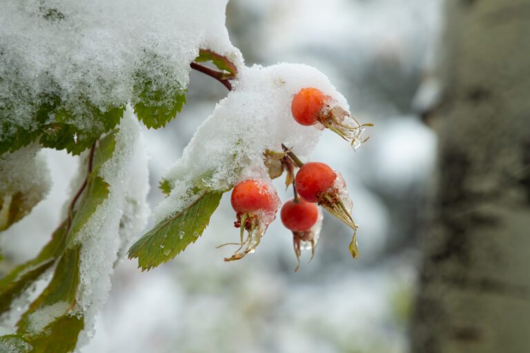 snowy rose hips