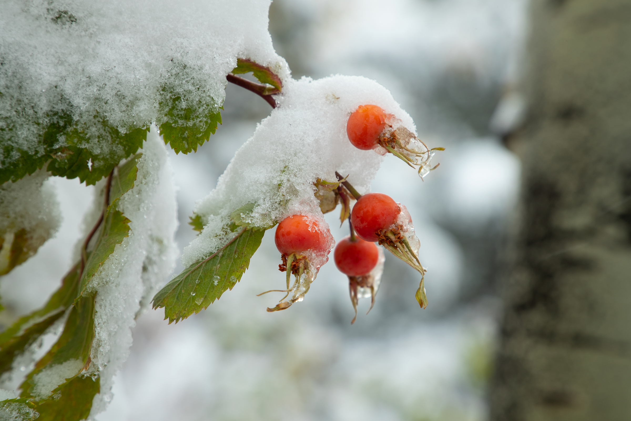 snowy rose hips