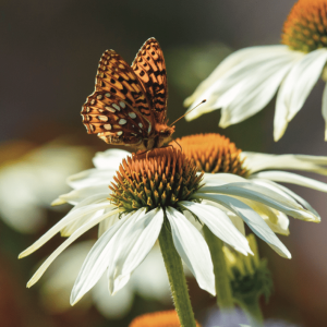 Plants are an Answer – Betty Ford Gardens Plants are an Answer - Betty Ford Alpine Gardens